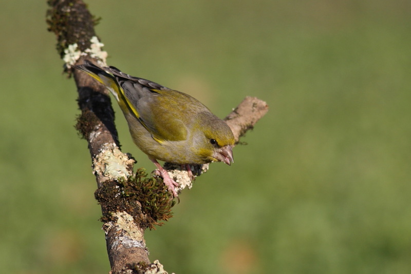 Carrellata di Verdoni